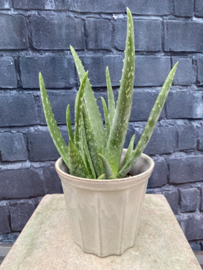 Aloe plant