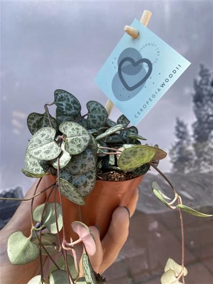 Ceropegia Woodii