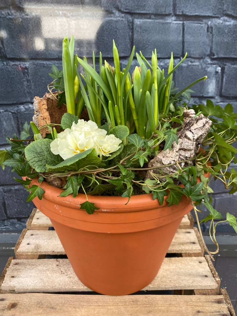 Spring bulb planter delivered same day in Eastbourne 