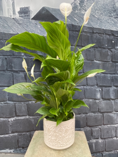 Peace Lily In Pot