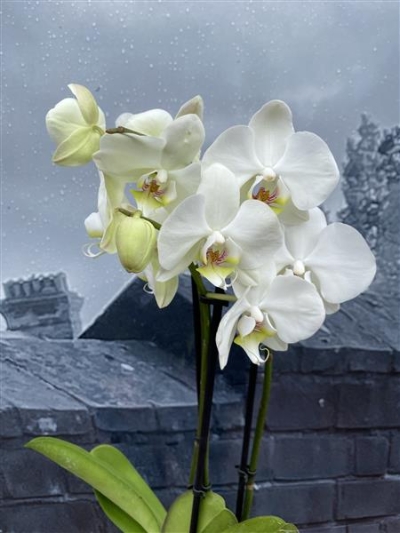 Phalaenopsis Orchid Plant