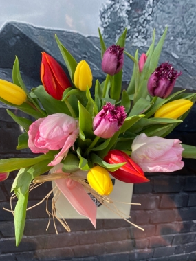 Tulips delivered in Eastbourne and Seaford